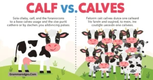 Read more about the article Calf’s or Calves? Grammar Rules, and Correct Usage Explained