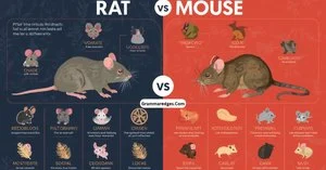 Read more about the article Rat vs Mouse: Key Differences and How to Tell